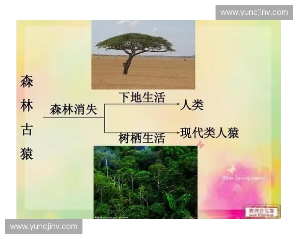 最早的足球联赛历史与发展探究，见证足球从起源到现代的演变与变革